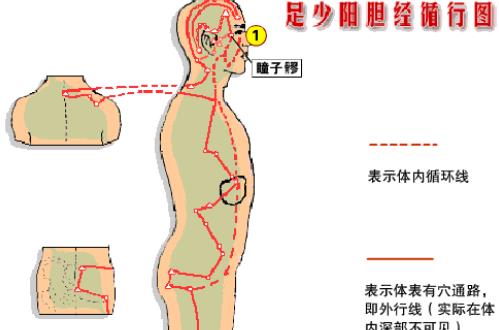 敲胆经的最佳时间 什么时候敲胆经最好