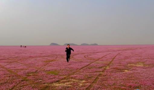 鄱阳湖花海最佳观看时间 鄱阳湖花海什么时候看