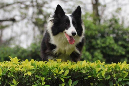 1、边境牧羊犬.jpg