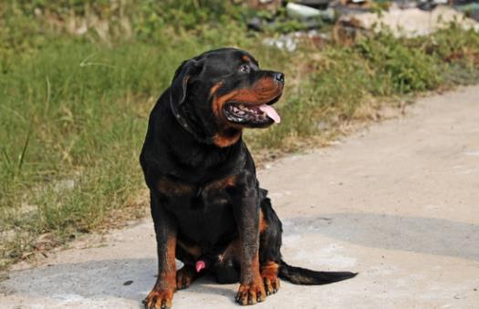 9、罗威纳犬.jpg