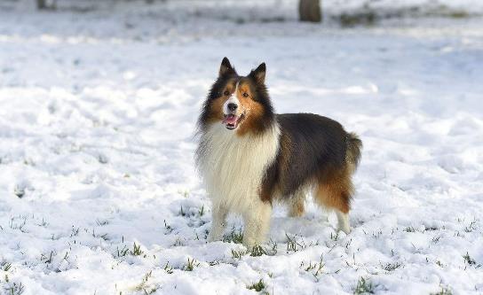 6、喜乐蒂牧羊犬.jpg