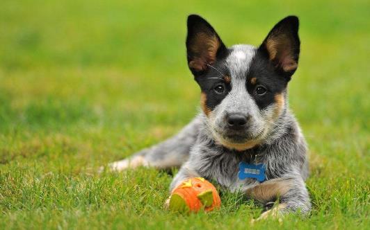 10、澳大利亚牧牛犬.jpg