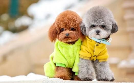 2、贵宾犬.jpg