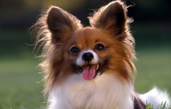 8、蝴蝶犬.jpg