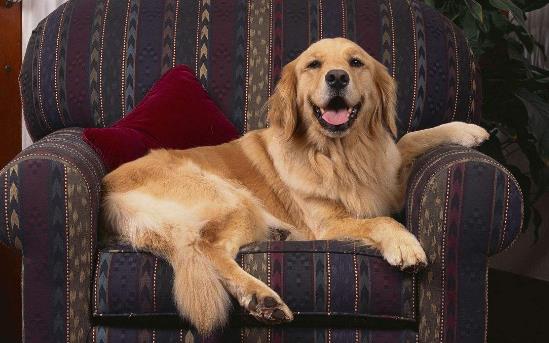 4、金毛寻回犬.jpg