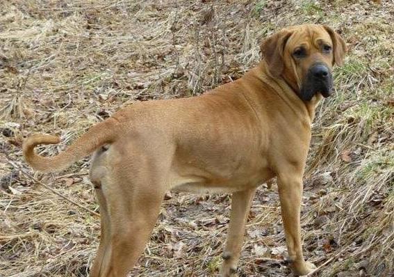 10,土佐犬