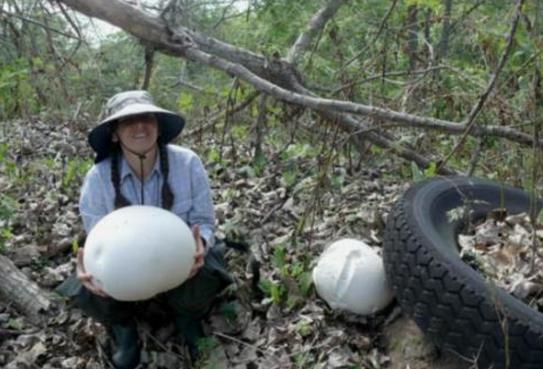 巨型马勃学名"calvatia gigantea",它们体型巨大,外形独特,很容易