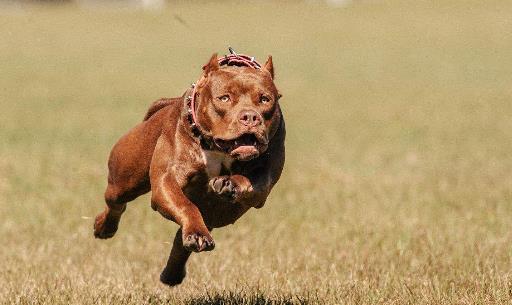 世界十大猎犬排行榜,比特犬第一,高加索犬第二