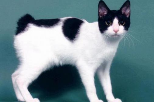 第六名:日本短尾猫