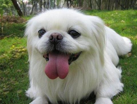 世界十大最笨的狗排名,阿富汗猎犬第一,雪橇三傻上榜