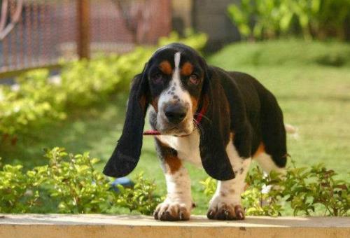 世界上最笨的十种狗狗排行榜,阿富汗猎犬、巴仙吉犬空有颜值