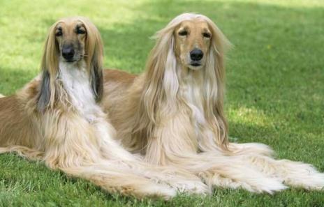 世界上最笨的十种狗狗排行榜,阿富汗猎犬、巴仙吉犬空有颜值