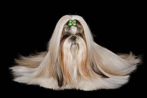 世界上最笨的十种狗狗排行榜,阿富汗猎犬、巴仙吉犬空有颜值