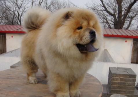 世界上最笨的十种狗狗排行榜,阿富汗猎犬、巴仙吉犬空有颜值