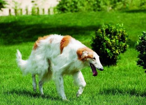 世界上最笨的十种狗狗排行榜,阿富汗猎犬、巴仙吉犬空有颜值