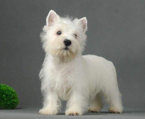 十种最不掉毛的狗狗排名,贵宾犬、约克夏梗都很适合家养