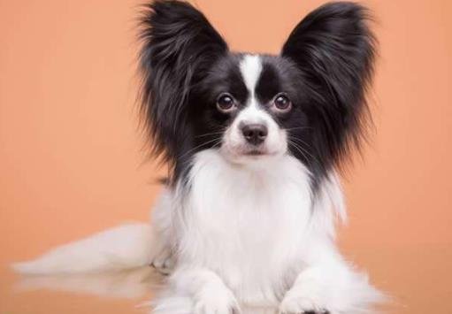 十种最不掉毛的狗狗排名,贵宾犬、约克夏梗都很适合家养