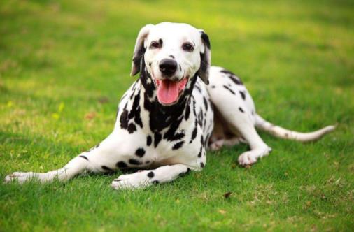 十种最不掉毛的狗狗排名,贵宾犬、约克夏梗都很适合家养