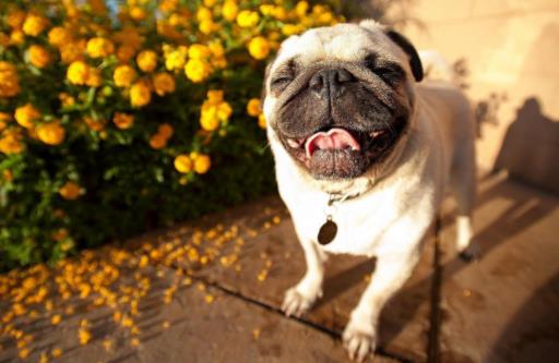 十种最不掉毛的狗狗排名,贵宾犬、约克夏梗都很适合家养
