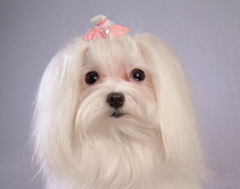 十种最不掉毛的狗狗排名,贵宾犬、约克夏梗都很适合家养