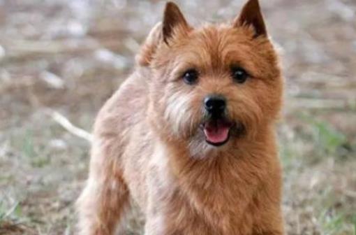 十种最不掉毛的狗狗排名,贵宾犬、约克夏梗都很适合家养
