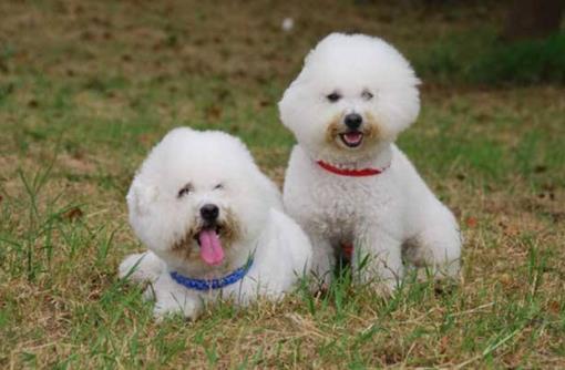 十种最不掉毛的狗狗排名,贵宾犬、约克夏梗都很适合家养