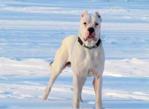 世界上最会看家的十大狗狗排名,捷克梗、德国牧羊犬是看家好手