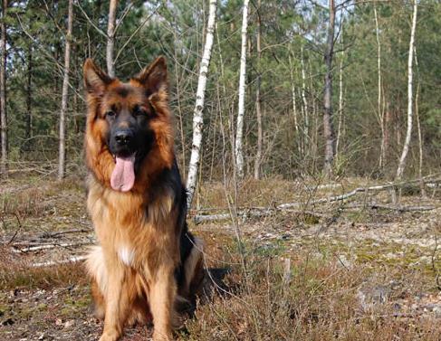 世界上最会看家的十大狗狗排名,捷克梗、德国牧羊犬是看家好手