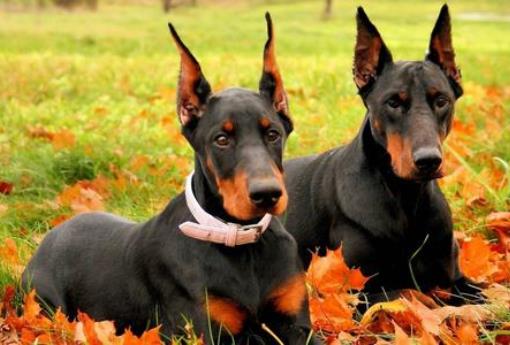世界上最会看家的十大狗狗排名,捷克梗、德国牧羊犬是看家好手
