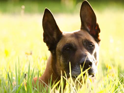 世界上最会看家的十大狗狗排名,捷克梗、德国牧羊犬是看家好手
