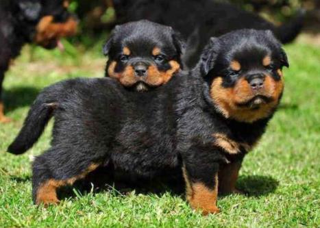 世界上最会看家的十大狗狗排名,捷克梗、德国牧羊犬是看家好手