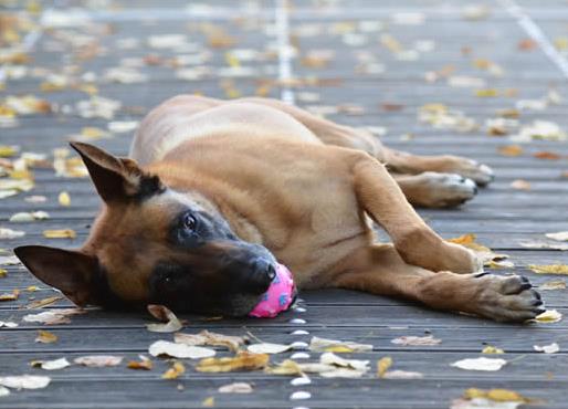 世界上最会看家的十大狗狗排名,捷克梗、德国牧羊犬是看家好手