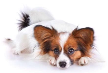 世界上最温顺的狗排名,金毛寻回犬、拉布拉多寻回犬是家庭伴侣