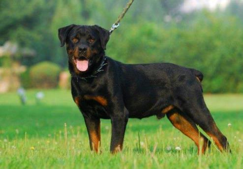 十大最安静的狗狗排名,巴哥犬、喜乐蒂牧羊犬都不爱叫