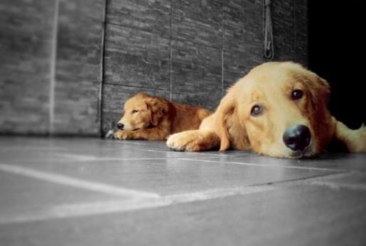 世界上最温顺的狗排名,金毛寻回犬、拉布拉多寻回犬是家庭伴侣