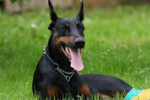 十大最安静的狗狗排名,巴哥犬、喜乐蒂牧羊犬都不爱叫