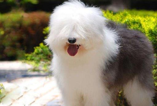 十大最安静的狗狗排名,巴哥犬、喜乐蒂牧羊犬都不爱叫