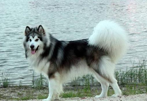 十大最安静的狗狗排名,巴哥犬、喜乐蒂牧羊犬都不爱叫
