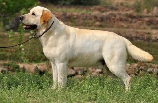 世界上最温顺的狗排名,金毛寻回犬、拉布拉多寻回犬是家庭伴侣