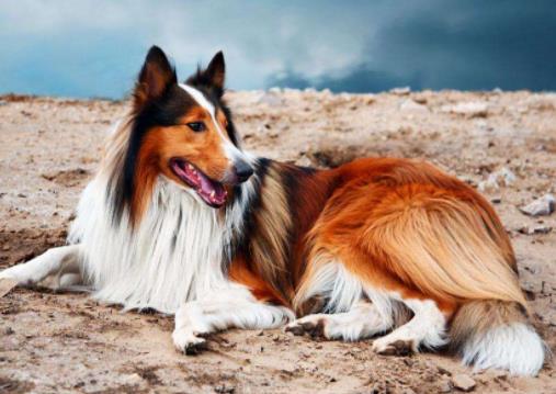 十大最安静的狗狗排名,巴哥犬、喜乐蒂牧羊犬都不爱叫