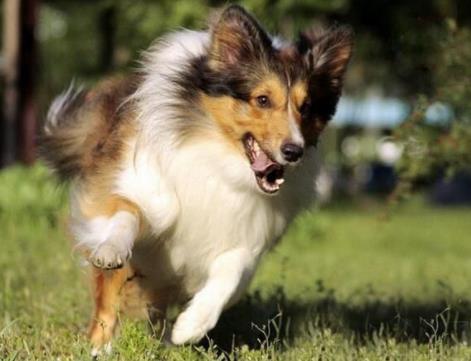 十大最安静的狗狗排名,巴哥犬、喜乐蒂牧羊犬都不爱叫