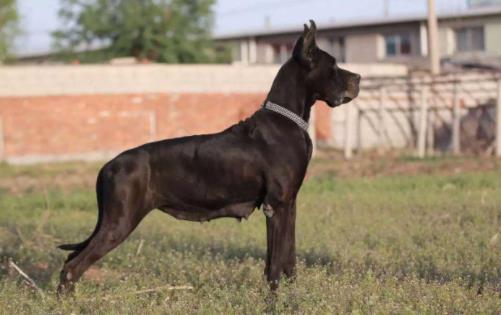 十大最安静的狗狗排名,巴哥犬、喜乐蒂牧羊犬都不爱叫