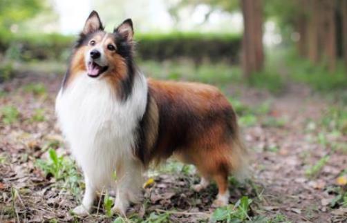 世界上最温顺的狗排名,金毛寻回犬、拉布拉多寻回犬是家庭伴侣