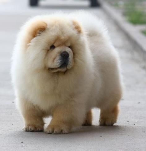十大最安静的狗狗排名,巴哥犬、喜乐蒂牧羊犬都不爱叫