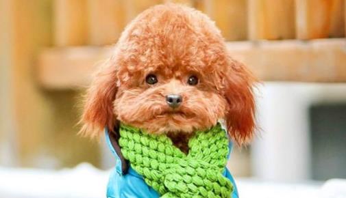 世界上最温顺的狗排名,金毛寻回犬、拉布拉多寻回犬是家庭伴侣