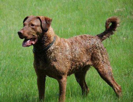 世界十大最干净的宠物狗排名,柴犬、墨西哥无毛犬都很适合饲养