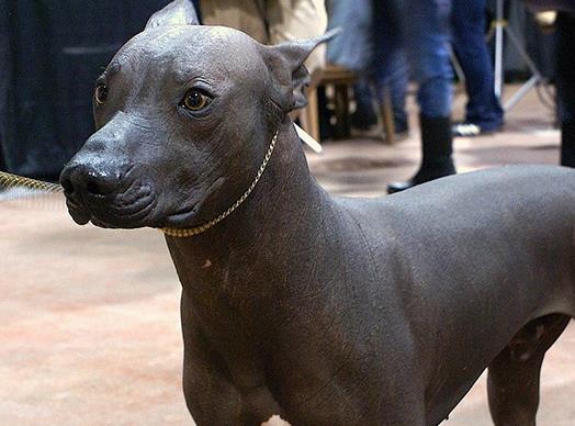 世界十大最干净的宠物狗排名,柴犬、墨西哥无毛犬都很适合饲养