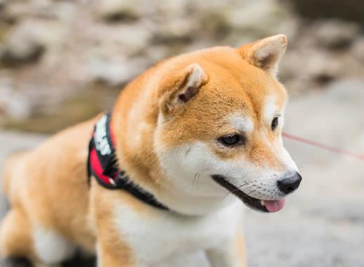 世界十大最干净的宠物狗排名,柴犬、墨西哥无毛犬都很适合饲养