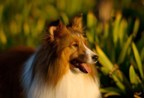世界十大最好训练的狗排名,英国史宾格犬是猎人理想的伴侣