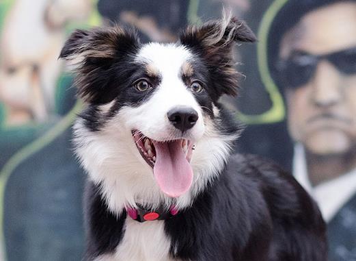 世界十大最好训练的狗排名,英国史宾格犬是猎人理想的伴侣